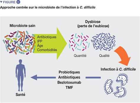 Microbiote Intestinal Et Clostridioides Difficile Biocodex Microbiote