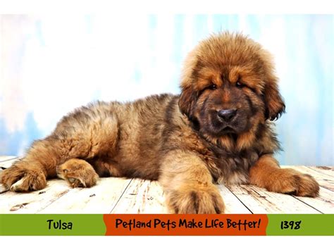 Tibetan Mastiff Dog Female Sable 4061069 Petland Oklahoma City And Tulsa