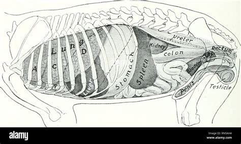 Dog Anatomy Stomach Anatomical Charts And Posters