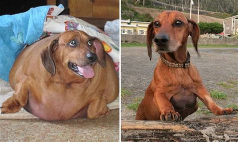 Pictured Obie The Formerly Obese Dachshund Shows Off His Astonishing