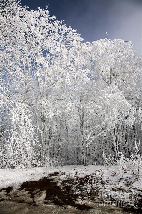 Entering The Cold Forest Winter Landscape Snow Art