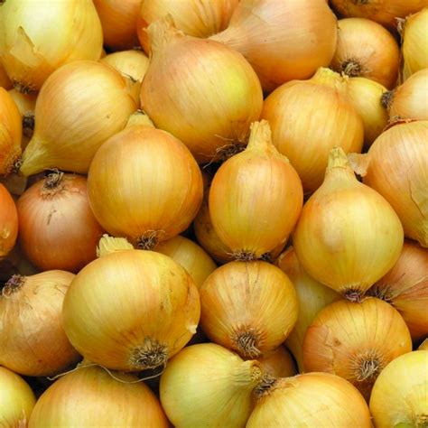 Utah Yellow Sweet Spanish Onion Seeds 150 Seeds Heirloom Etsy
