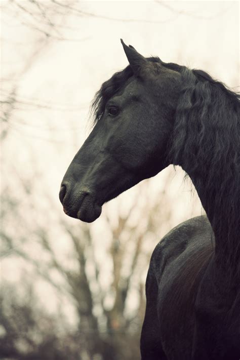 Black Beauty Horses Friesian Horse Friesian