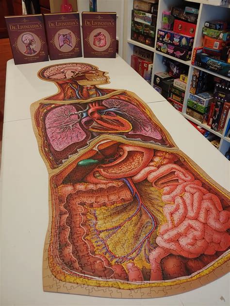 Bundle Human Anatomy Jigsaw Puzzle Set Of Head Thorax And Abdomen