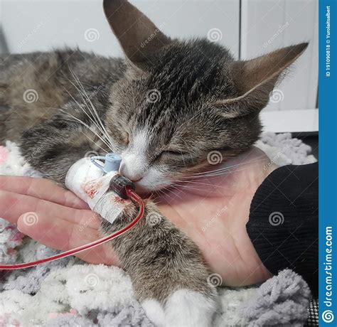 Close Up Sick Cat Receives Veterinary Care Stock Photo Image Of Hand