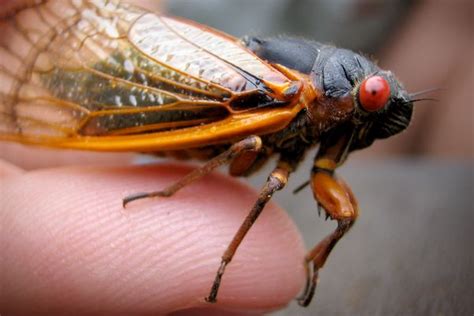 Cicadas Prepare To Invade By The Billions