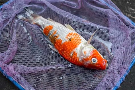 Ammonia Poisoning A Toxic Killer For Koi And Other Fish