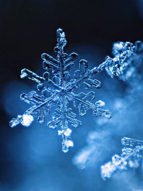 Real Snowflake Bing Wallpaper Download