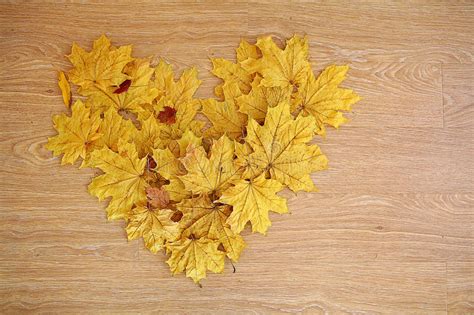 Heart Shaped From Autumn Leaves Stock Image Image Of Golden