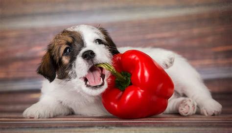 Spicy food can also cause excessive thirst, causing your dog to vomit. Can Dogs Eat Spicy Food? - DogHelpful
