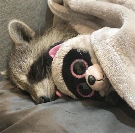 He Sleep Raccoon Funny Pet Raccoon Cute Little Animals