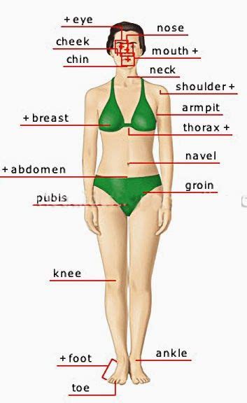 Body parts pictures for classroom and therapy. Pin on A