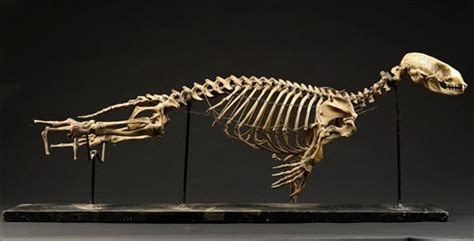 Lot 70 Natural History A Seal Skeleton Early 20th
