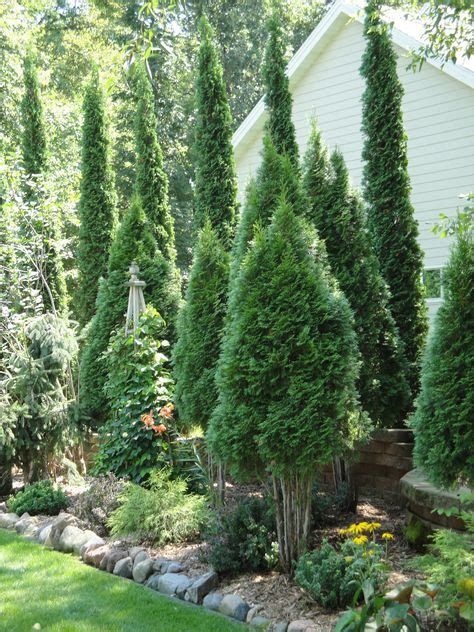 Backyard Privacy Landscaping Trees Emerald Green 36 Ideas