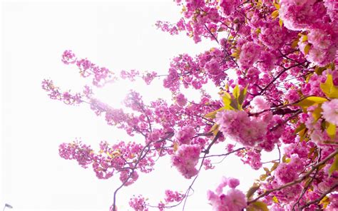 The Blossoms Tree Mac Wallpaper Download Allmacwallpaper
