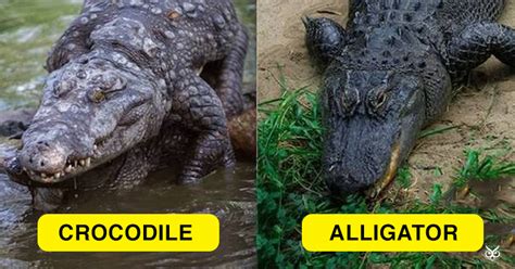 differences and similarities between alligators and crocodiles