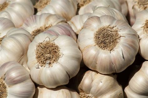 Foto Mengenal 5 Manfaat Bawang Putih Dan Kandungan Gizinya