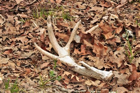 Deer Antler In Leaves Free Stock Photo Public Domain Pictures