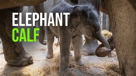 Elephant Born At Wildlands Youtube