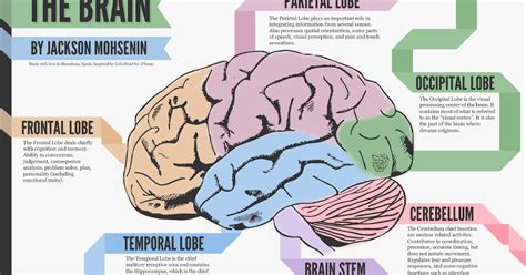 Brain Lobes Ap Psychology