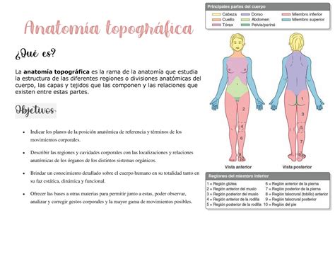 Anatomía Topográfica De El Cuerpo Humano Anatomía Topográfica La