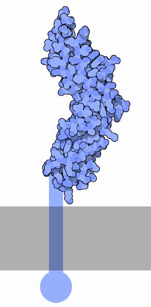 Pdb 101 Molecule Of The Month Tissue Factor