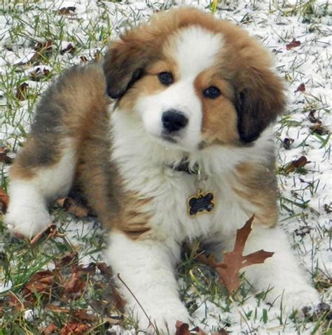 Holiday bernese mountain dogs, breeders of original swiss and dutch bred bernese mountain dogs. Bernese Mountain Dog Info, Temperament, Puppies, Training ...