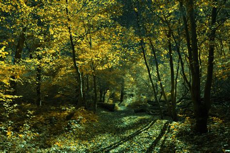 Sylvan Glade Magic Forest Conceptual Photography By Martin Eager