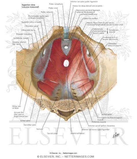 James pickering, associate professor of anatomy at the university of leeds, uk. Pelvic Diaphragm: Male Floor of Abdominopelvic Cavity