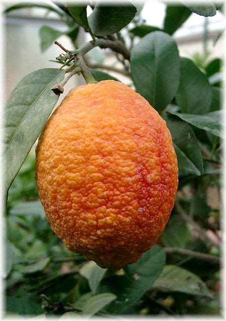 Rote Zitrone Citrus Limon ´rosso Zitrusfrucht Zitronenpflanze