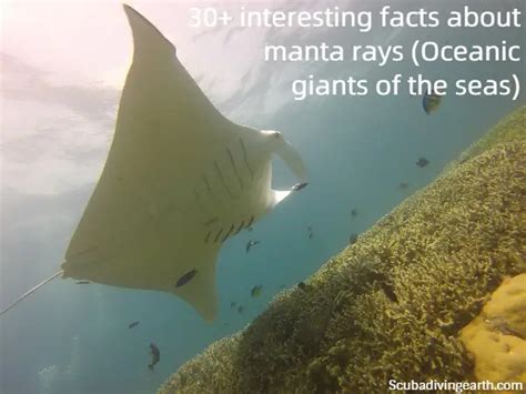 40 Interesting Facts About Manta Rays Oceanic Giants Of The Seas