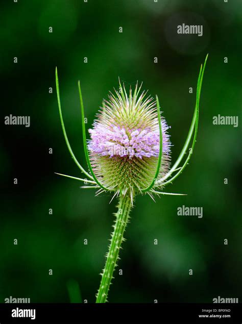 Teasle Or Teasel Flower Detail Stock Photo Alamy