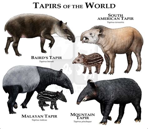 Tapirs Art Fine Art Print | Infografia de animales, Carteles de