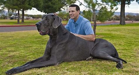 Giant George Tallest Dog Ever 6 Pics Animals Look
