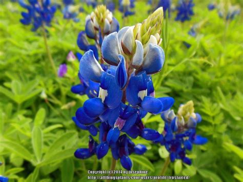 Bluebonnets can be killed by extremely cold weather bluebonnets (lupine) are hardy controlling weeds and grass competing grassy winter weeds must be controlled. Wildflowers forum: Texas Bluebonnets Blooming Now ...