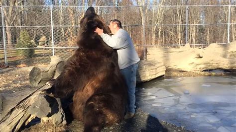massaggio all orso bear massage youtube
