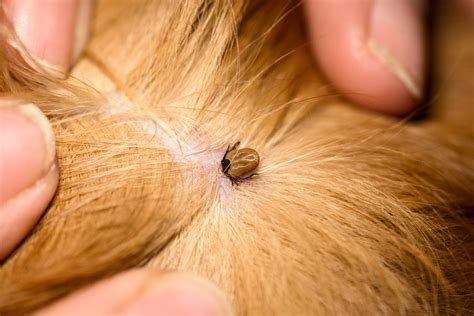 Ticks On Dogs What They Look Like And How To Get Rid Of Them