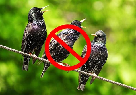 How To Get Rid Of Starlings House For Rent