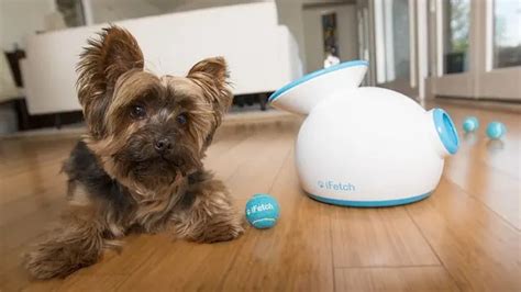 Best Smart Connected Devices For Your Pet