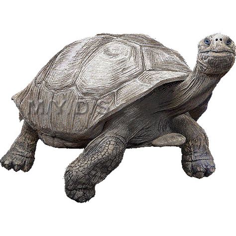 Galapogas tortoise clipart - Clipground