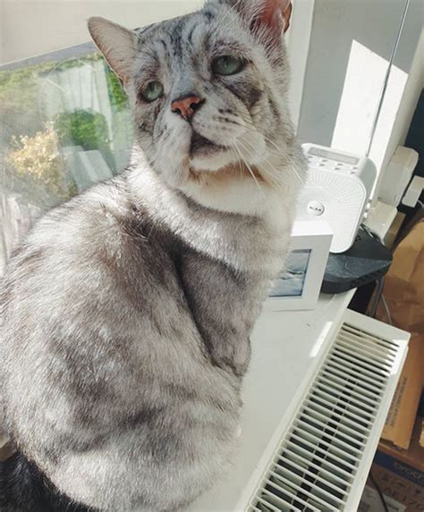 Horner's syndrome symptoms are unmistakable, therefore, the cause behind the syndrome becomes the primary point of importance. Meet The Adorable Cat With Ehlers-Danlos Syndrome Who ...