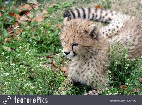 Cute Baby Cheetah Stock Picture I2433518 At Featurepics