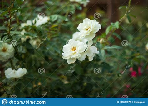 Beautiful White Roses Flower In The Garden Stock Photo Image Of Flora