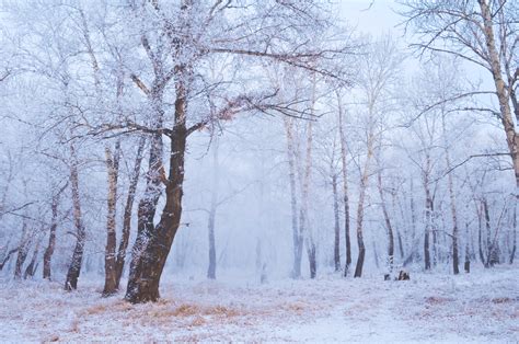 Free Photo Winter Forest Year Snowy Ray Free Download Jooinn