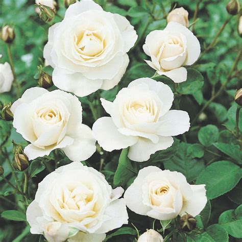 Maybe you would like to learn more about one of these? Rose Iceberg | Mirror Garden Offers