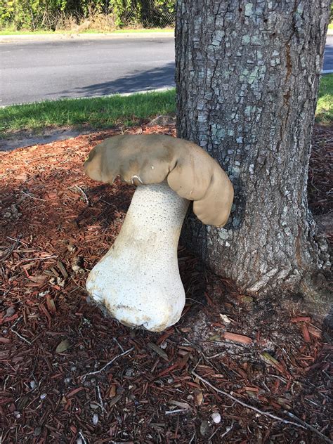 so my friend sent me this photo from his travels and it made me question reality r mycology