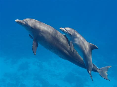 Common Bottlenose Dolphin Facts Habitat Diet Conservation And More