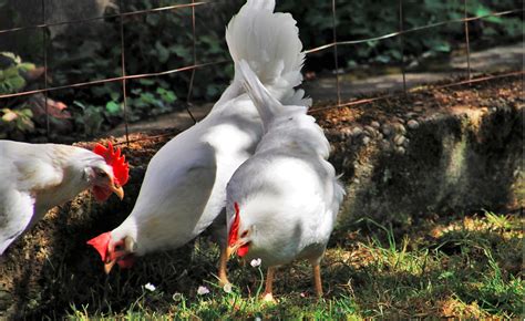 Arti dari mimpi ini adalah kelak kamu akan menjadi pribadi yang tegar. Arti Sebenarnya Mimpi Melihat Ayam Putih Menurut Primbon Jawa