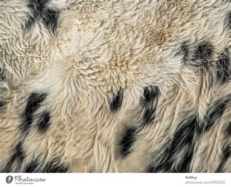 Cow Skin As Background A Royalty Free Stock Photo From Photocase