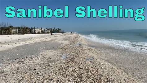 Sanibel Shelling 2023 Welks Tulips Alphabet Cones At The Shell Pile